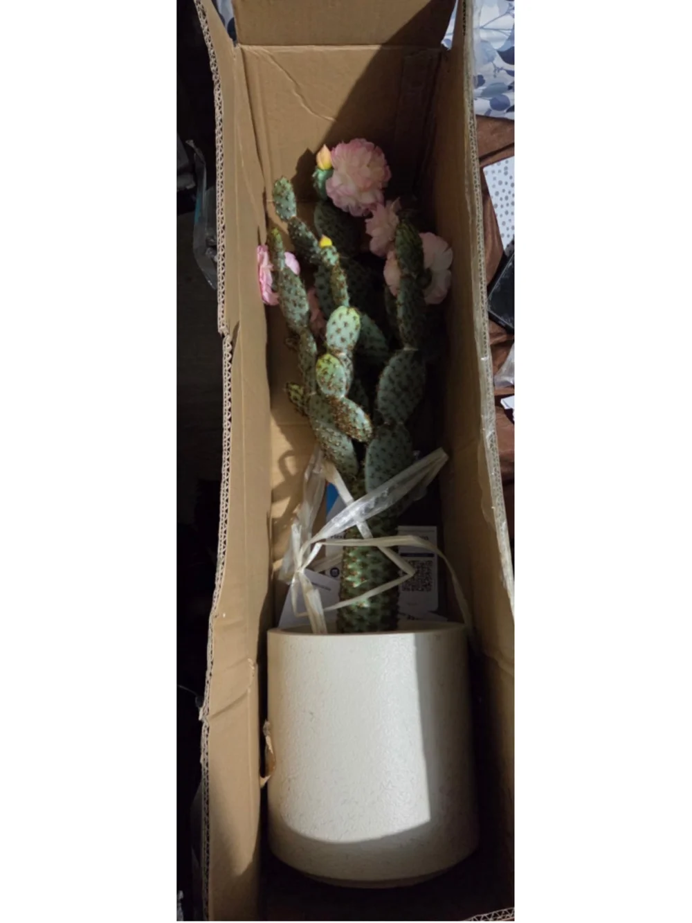 Unbranded cactus retail green